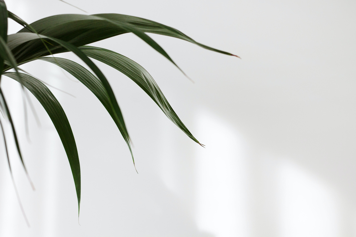 Green Leaves Beside White Wall