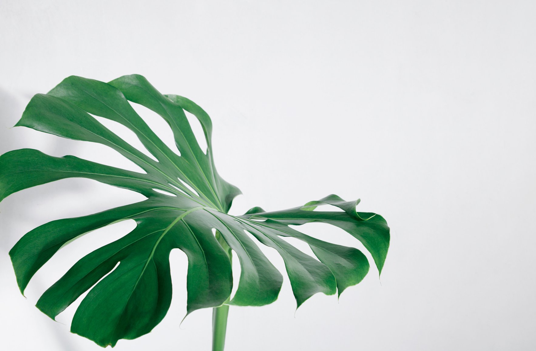 Close-up of the monstera leaf. Abstract composition.